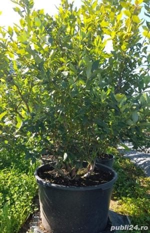 Afini de cultura Duke la ghivece C2 L - imagine 8