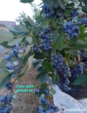 Afini de cultura Duke la ghivece C2 L - imagine 5
