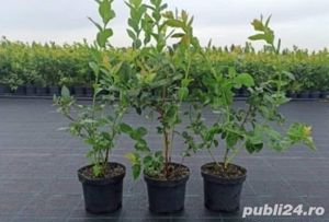 Afini de cultura Duke la ghivece C2 L - imagine 6