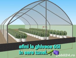 Afini de cultura Duke la ghivece C2 L - imagine 9