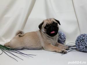 Mops - furnizor autorizat - transport autorizat la nivel național  - imagine 2