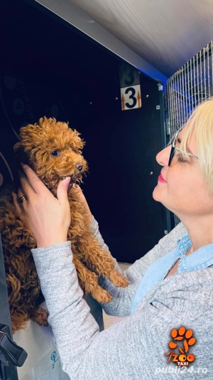 Transport caini si pisici - imagine 3