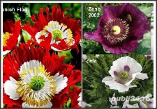 20 Seminte mac - 'Danish Flag'   Papaver somniferum Zeta  Zeno 2002 oferta 50sem.=20lei