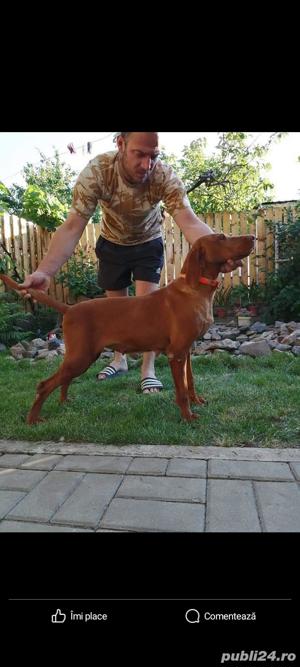 Vizsla viszla vijla Maghiară  - imagine 5