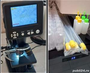 Monta artificială PIETRAIN BELGIAN - imagine 2