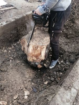 Taiere toaletare copac,defrisare teren,sapam maruntim si nivelam pamint gradini,Cosire vegetatie - imagine 11