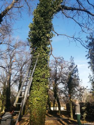 Taiere toaletare copac,defrisare teren,sapam maruntim si nivelam pamint gradini,Cosire vegetatie - imagine 13