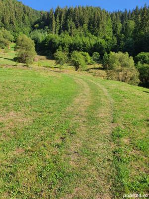 Teren fâneata si pădure un munții Apuseni  - imagine 10