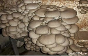Compost ciuperci pleurotus 
