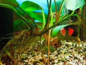 Acvariu Diversa 25 litri complet utilat + pesti tetra - imagine 3