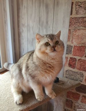 British motanel 11luni - imagine 3