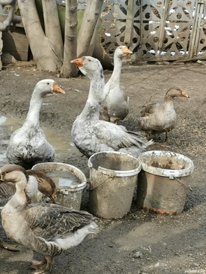 gaste si rate de vanzare crescute in curte - imagine 2 gaste si rate de vanzare crescute in curte - imagine 2