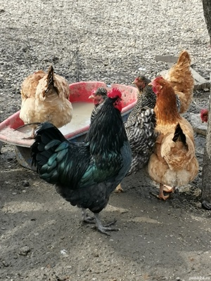 gaste si rate de vanzare crescute in curte - imagine 3 gaste si rate de vanzare crescute in curte - imagine 3