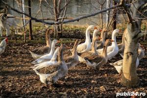 gaste si rate de vanzare crescute in curte - imagine 4 gaste si rate de vanzare crescute in curte - imagine 4