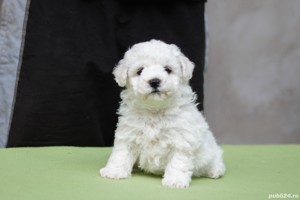 Disponibili pui Bichon Frise - imagine 3