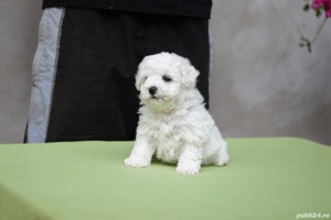 Disponibili pui Bichon Frise - imagine 4