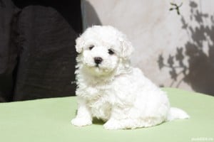 Disponibili pui Bichon Frise