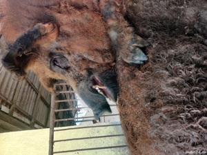 Vier mangalița  - imagine 2 Vier mangalița  - imagine 2