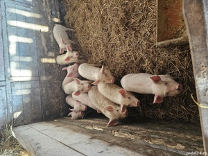 purcei soldani - imagine 5