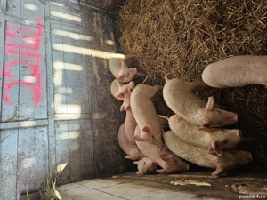 purcei soldani - imagine 6