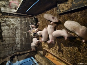 purcei soldani - imagine 2