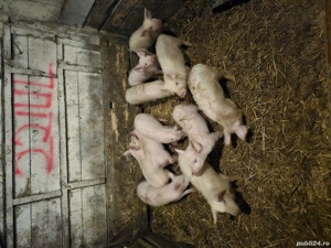 purcei soldani - imagine 4