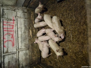 purcei soldani - imagine 3