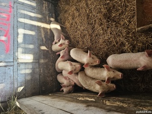 purcei soldani - imagine 7