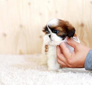 Pui rasa Shih Tzu - canisă autorizată 