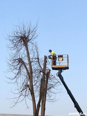 Defisari  x toaletare copacii    x tocator crengi x ridicarea resturilor vegetale 25 ani experienta 
