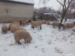 Vand berbec (Carabas) si tap in varsta de 4 ani - imagine 2