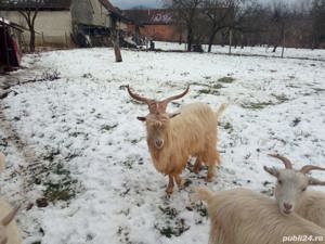 Vand berbec (Carabas) si tap in varsta de 4 ani - imagine 3