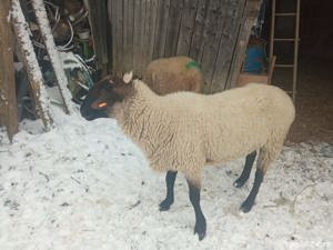 Vand berbec (Carabas) si tap in varsta de 4 ani