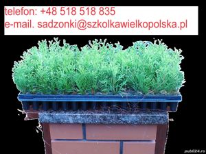  Thuja Smaragd, 2 ani,  tuia, Danica, Globosa Gold 0,20 EUR