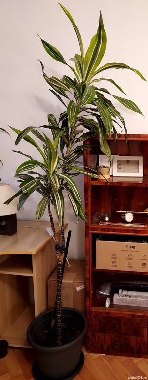 palmier dracena yellow coast 1.5m
