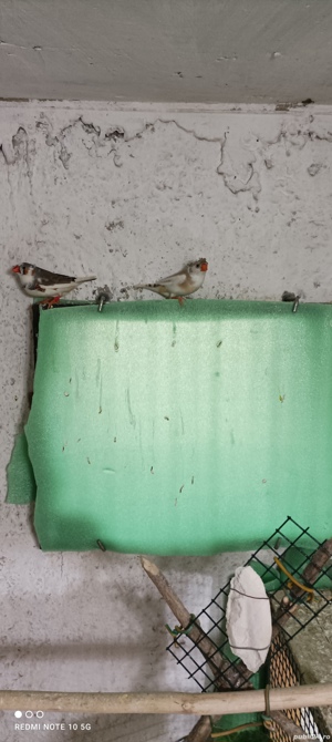 Zebre australiene de vanzare - imagine 2