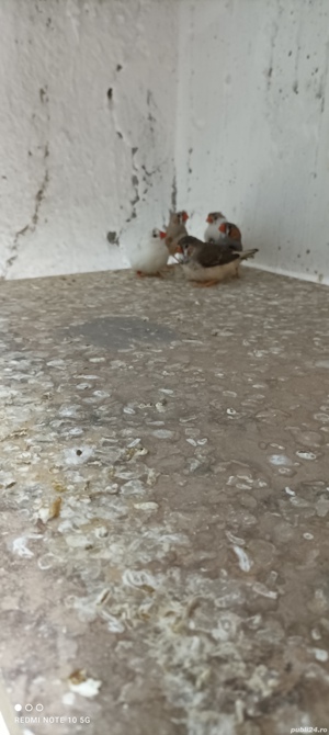 Zebre australiene de vanzare - imagine 3