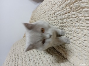 Motan  Brithis  Scotiar - imagine 4