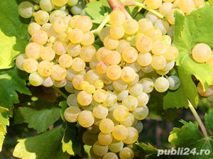 Vand struguri de vin toate soiurile