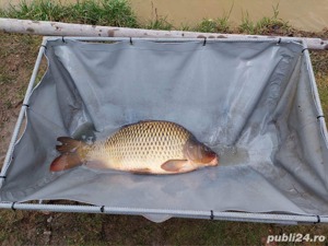 Crap de vanzare 5-9 kg 10-15kg - imagine 3