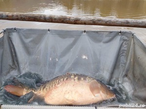 Crap de vanzare 5-9 kg 10-15kg - imagine 4