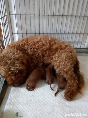 Caniche  pudel  toy culoare red,cu certificat pedigree - imagine 3