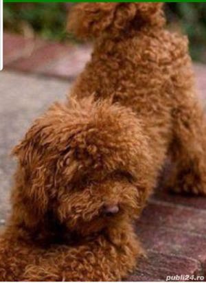 Caniche  pudel  toy culoare red,cu certificat pedigree - imagine 2