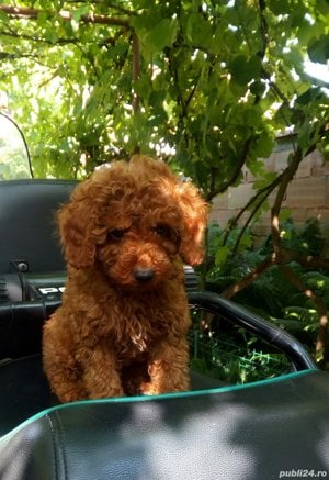 Caniche  pudel  toy culoare red,cu certificat pedigree - imagine 4