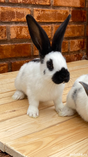 Fluture German ( 2 luni ) - imagine 3