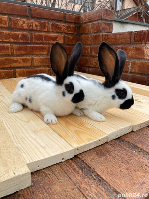 Fluture German ( 2 luni ) - imagine 2