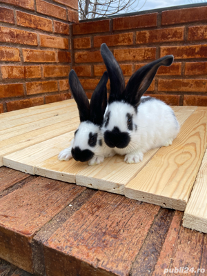 Fluture German ( 2 luni ) - imagine 4