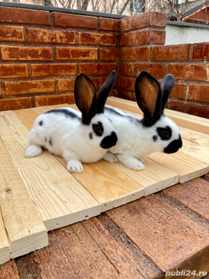 Fluture German ( 2 luni ) - imagine 5