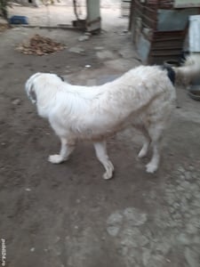 vind urgent cani cibanesc de bucovina original mascull 2 ani si 7 luni toate vaccinările  la zi