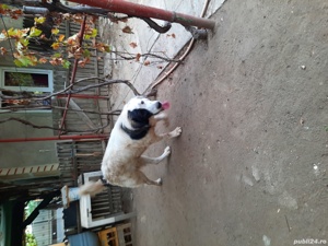 vind urgent cani cibanesc de bucovina original mascull 2 ani si 7 luni toate vaccinările  la zi - imagine 2